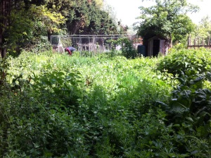 Weedy allotment